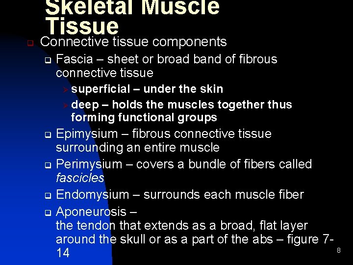 q Skeletal Muscle Tissue Connective tissue components q Fascia – sheet or broad band