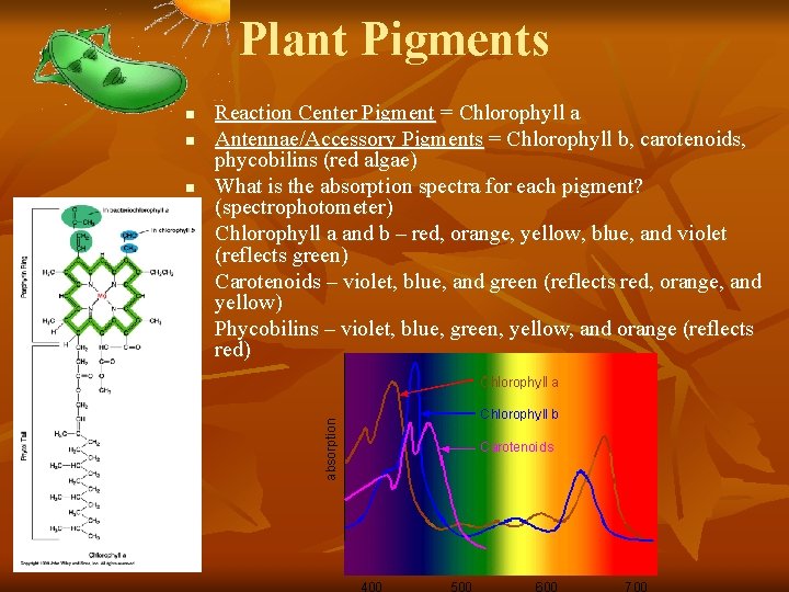 Photosynthesis Honors Biology Overview of Photosynthesis n What