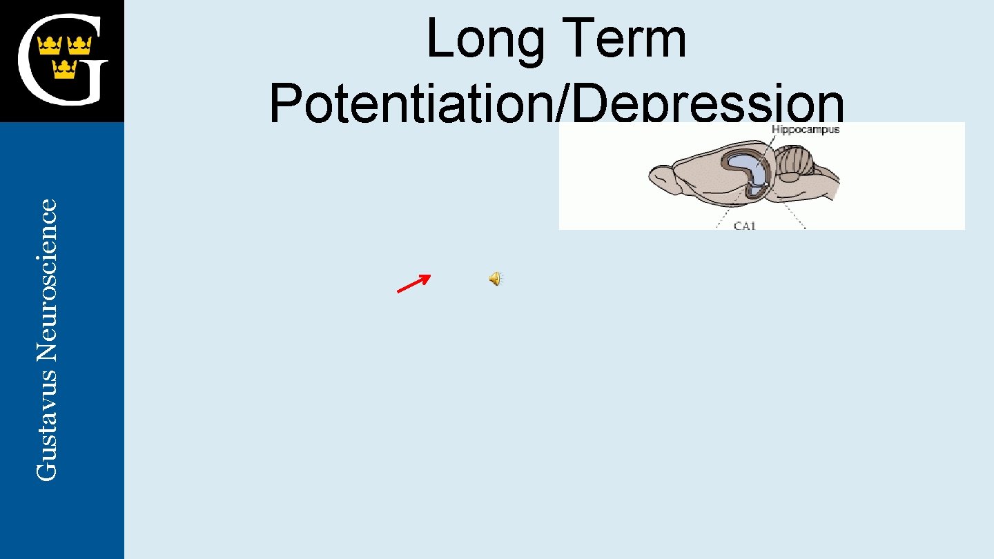 Gustavus Neuroscience Long Term Potentiation/Depression 