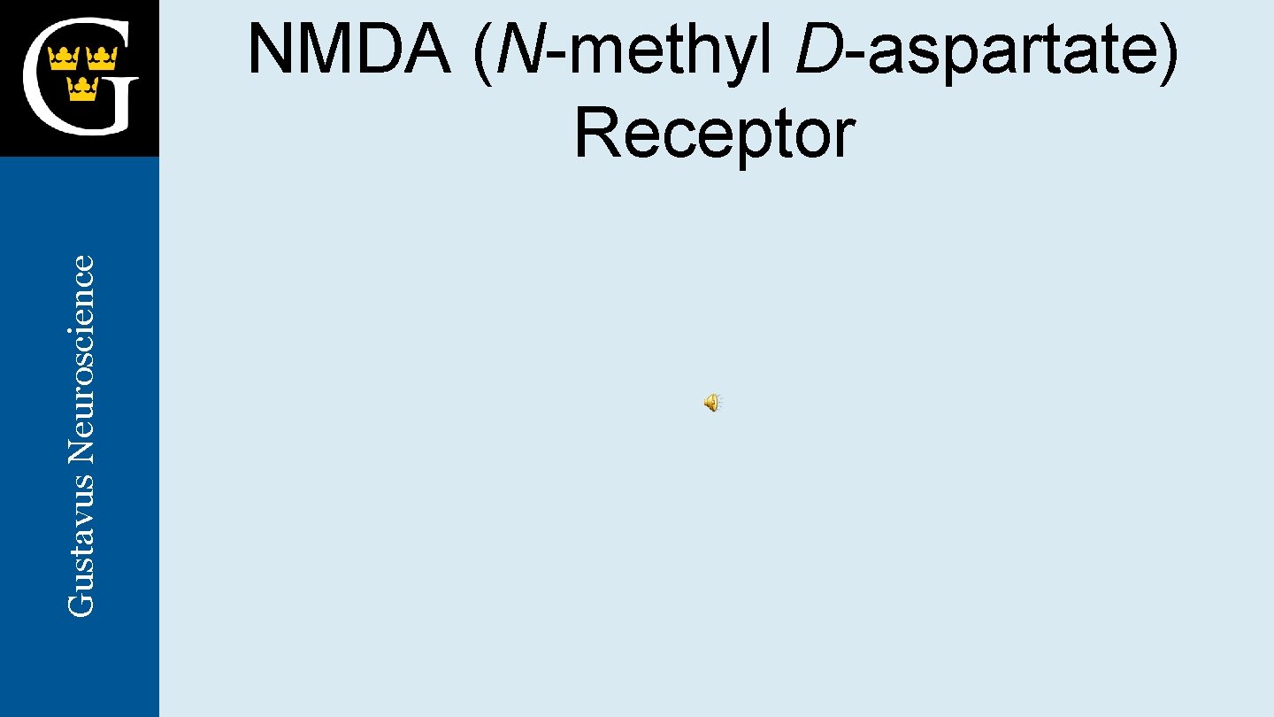 Gustavus Neuroscience NMDA (N-methyl D-aspartate) Receptor 