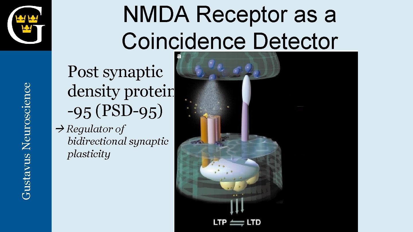 Gustavus Neuroscience NMDA Receptor as a Coincidence Detector Post synaptic density protein -95 (PSD-95)