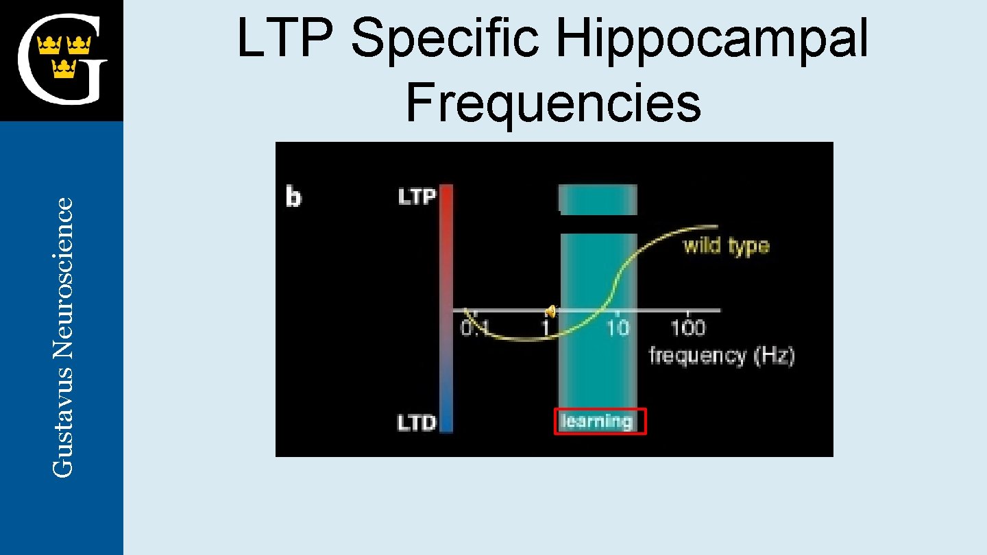 Gustavus Neuroscience LTP Specific Hippocampal Frequencies 
