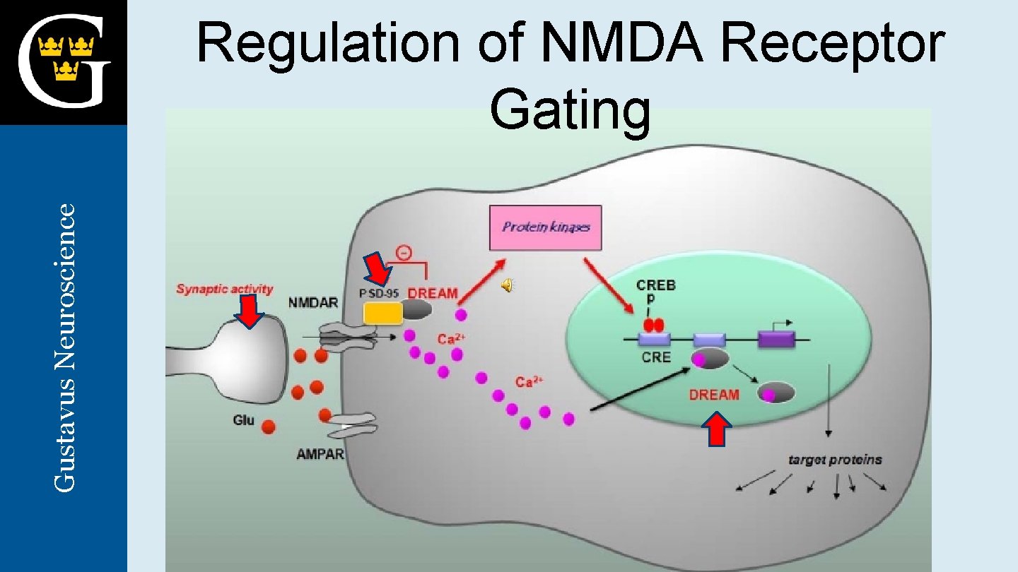 Gustavus Neuroscience Regulation of NMDA Receptor Gating 