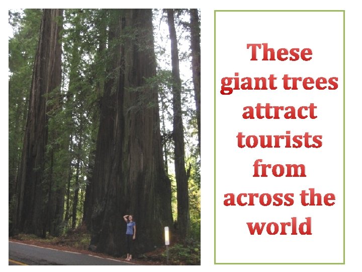 These giant trees attract tourists from across the world 