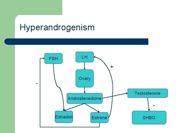 Hyperandrogenism LH FSH + Ovary - Testosterone Androstenedione Estradiol Estrone SHBG 