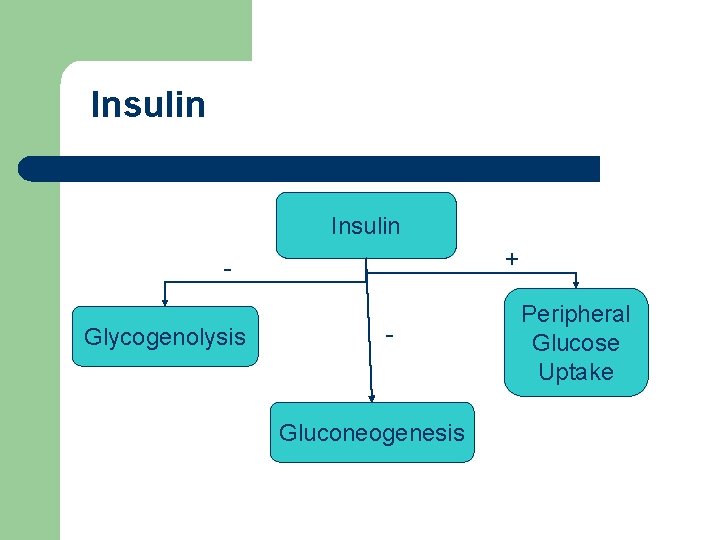 Insulin + Glycogenolysis - Gluconeogenesis Peripheral Glucose Uptake 