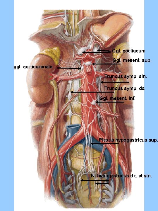 Ggl. coeliacum Ggl. mesent. sup. ggl. aorticorenale Truncus symp. sin. Truncus symp. dx. Ggl.