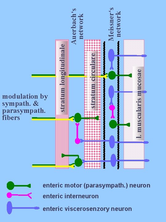 l. muscularis mucosae Meissner‘s network stratum circulare Auerbach‘s network stratum longitudinale modulation by sympath.