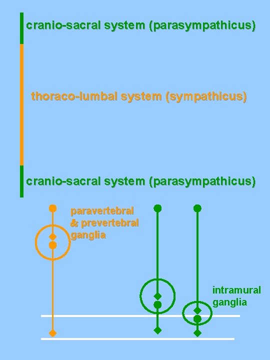 cranio-sacral system (parasympathicus) thoraco-lumbal system (sympathicus) cranio-sacral system (parasympathicus) paravertebral prevertebral ganglia intramural ganglia