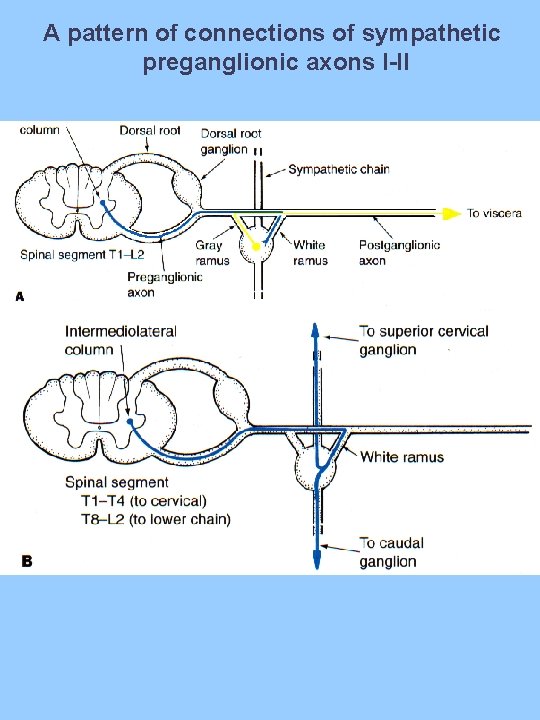 A pattern of connections of sympathetic preganglionic axons I-II 