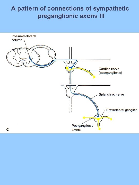 A pattern of connections of sympathetic preganglionic axons III 