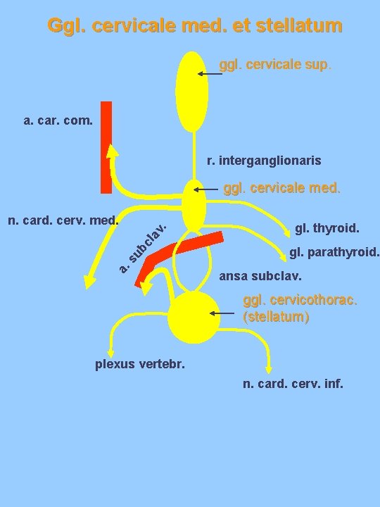 Ggl. cervicale med. et stellatum ggl. cervicale sup. a. car. com. r. interganglionaris ggl.