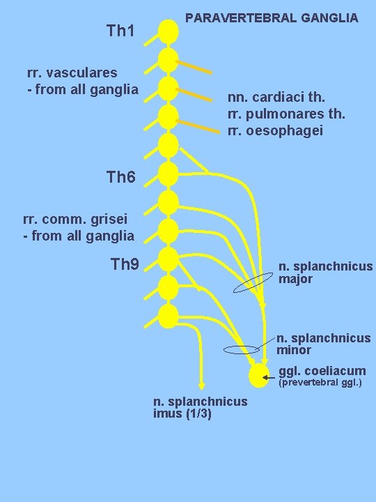 Th 1 rr. vasculares - from all ganglia PARAVERTEBRAL GANGLIA nn. cardiaci th. rr.