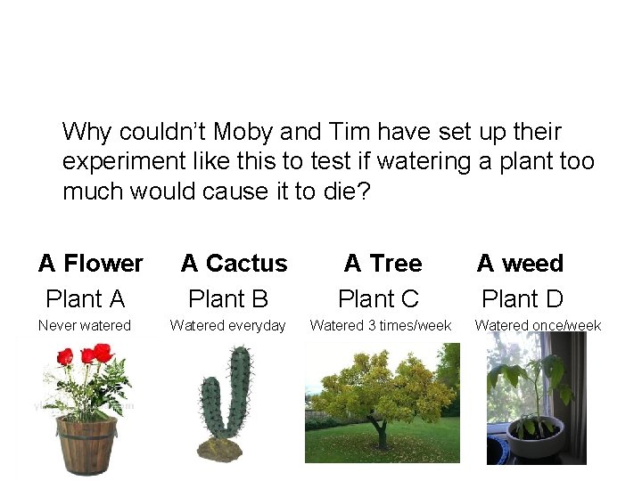 Why couldn’t Moby and Tim have set up their experiment like this to test Why couldn’t Moby and Tim have set up their experiment like this to test