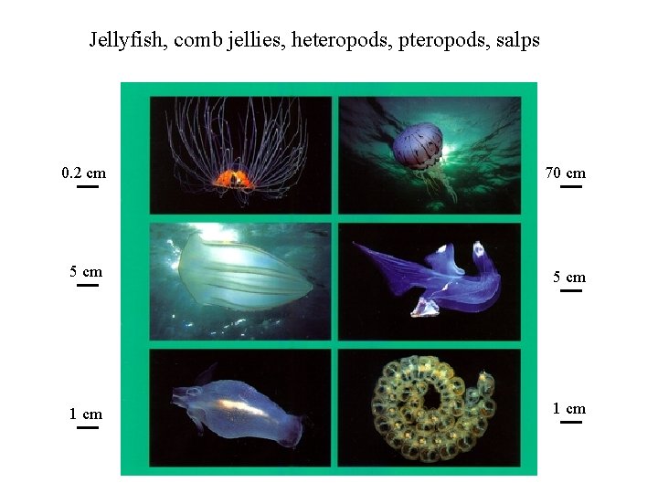 Jellyfish, comb jellies, heteropods, pteropods, salps 0. 2 cm 70 cm 5 cm 1