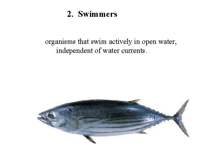 2. Swimmers organisms that swim actively in open water, independent of water currents. 