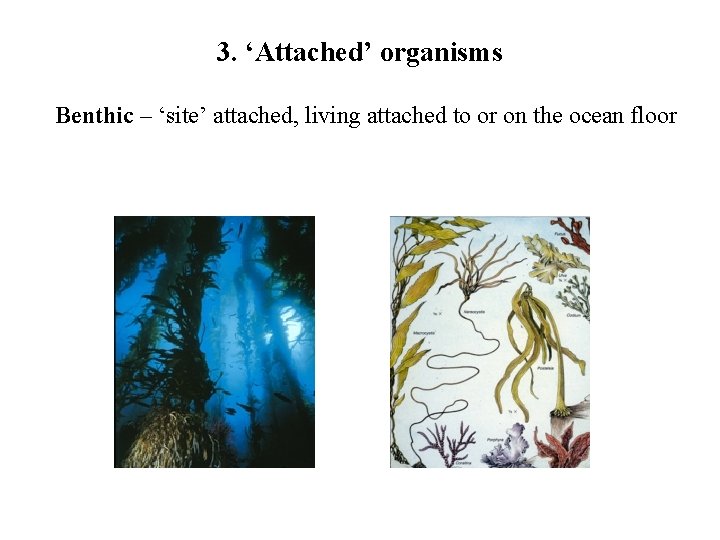 3. ‘Attached’ organisms Benthic – ‘site’ attached, living attached to or on the ocean