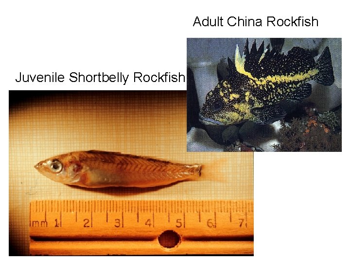 Adult China Rockfish Juvenile Shortbelly Rockfish 