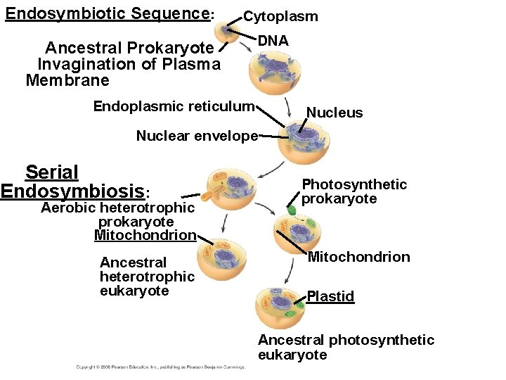 Endosymbiotic Sequence: Cytoplasm Ancestral Prokaryote Invagination of Plasma Membrane DNA Endoplasmic reticulum Nucleus Nuclear