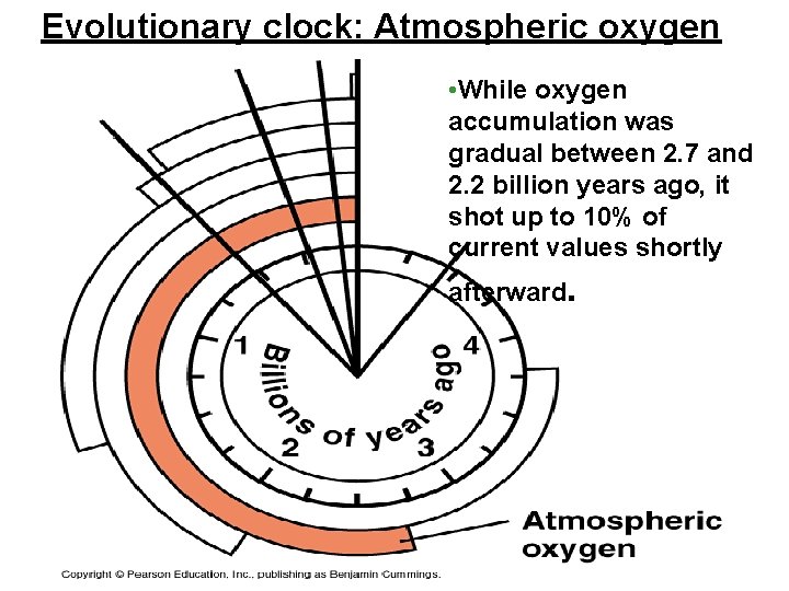 Evolutionary clock: Atmospheric oxygen • While oxygen accumulation was gradual between 2. 7 and
