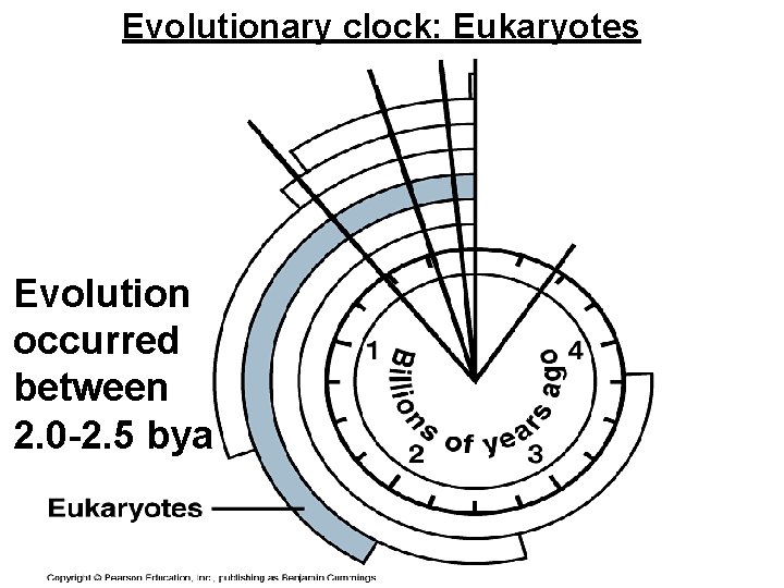 Evolutionary clock: Eukaryotes Evolution occurred between 2. 0 -2. 5 bya 