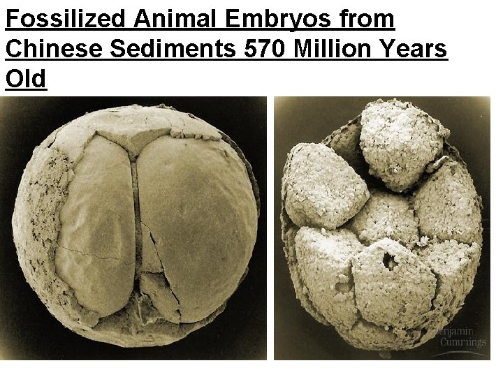 Fossilized Animal Embryos from Chinese Sediments 570 Million Years Old 