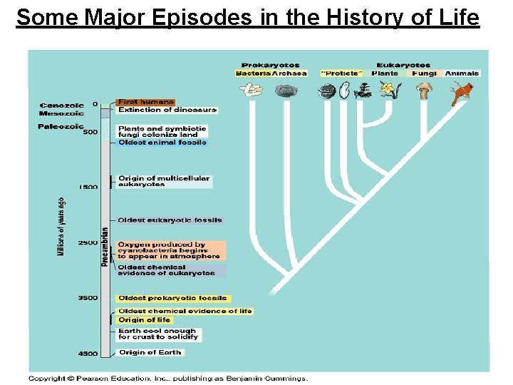 Some Major Episodes in the History of Life 