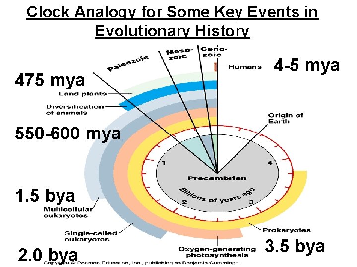 Clock Analogy for Some Key Events in Evolutionary History 475 mya 4 -5 mya