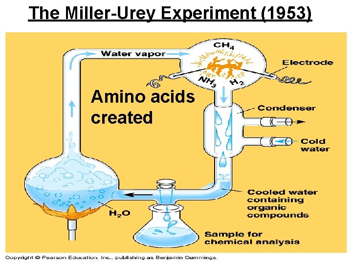 The Miller-Urey Experiment (1953) Amino acids created 