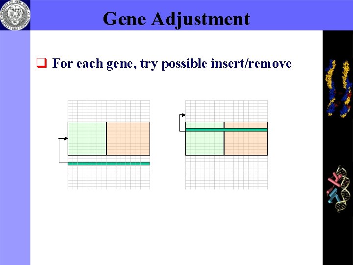 Gene Adjustment q For each gene, try possible insert/remove 