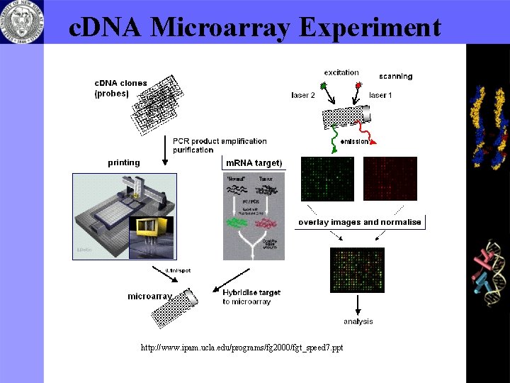 c. DNA Microarray Experiment http: //www. ipam. ucla. edu/programs/fg 2000/fgt_speed 7. ppt 