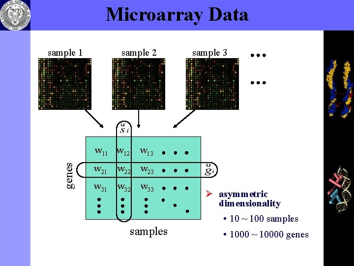 Microarray Data sample 1 sample 2 sample 3 genes w 11 w 12 w