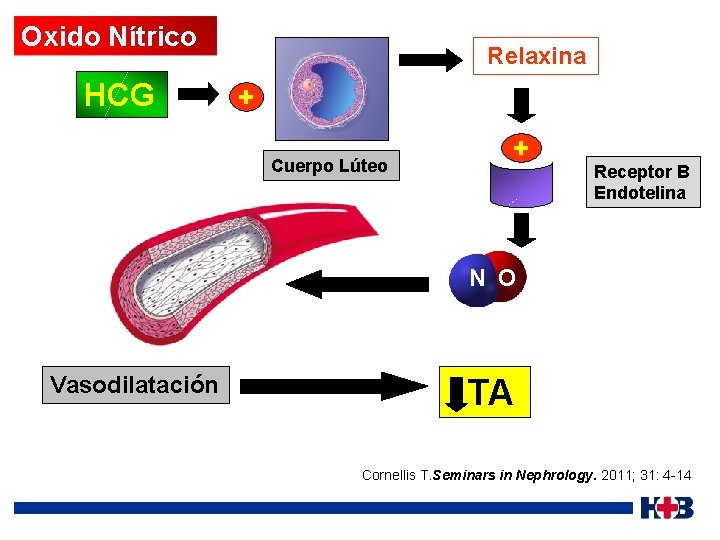 Oxido Nítrico HCG Relaxina + Cuerpo Lúteo + Receptor B Endotelina N O Vasodilatación