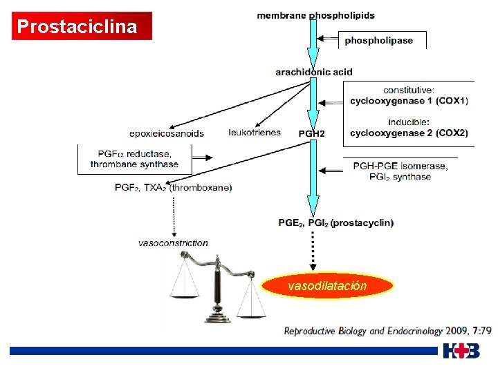 Prostaciclina vasodilatación 