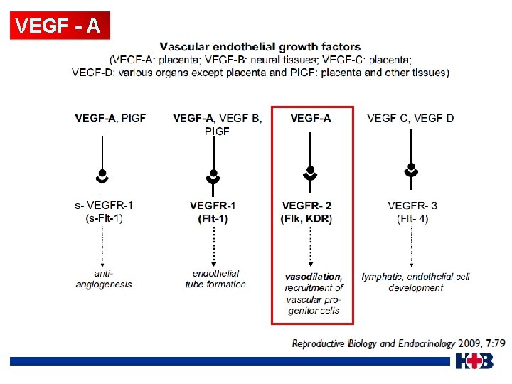 VEGF - A 