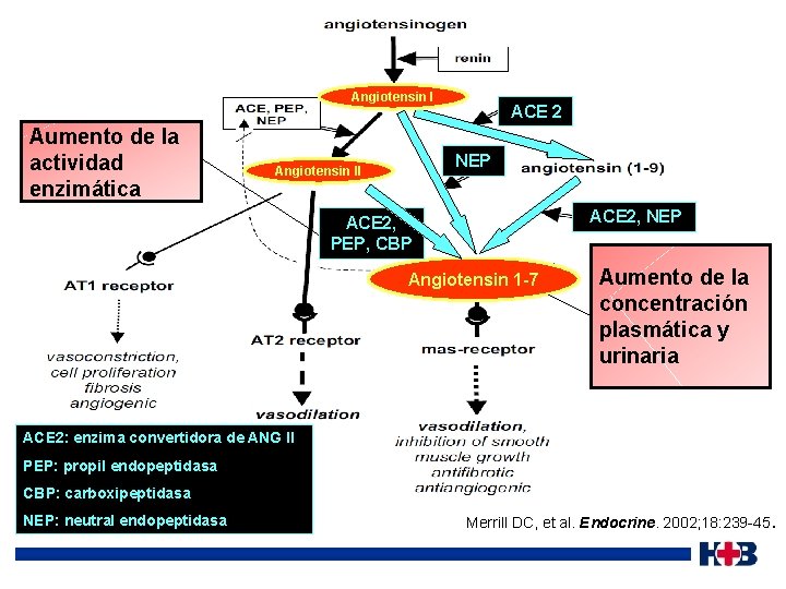 Angiotensin I Aumento de la actividad enzimática ACE 2 NEP Angiotensin II ACE 2,