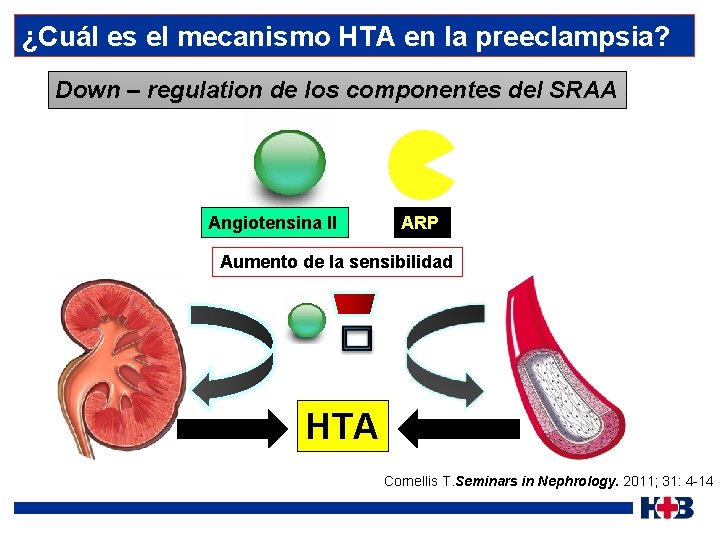 ¿Cuál es el mecanismo HTA en la preeclampsia? Down – regulation de los componentes