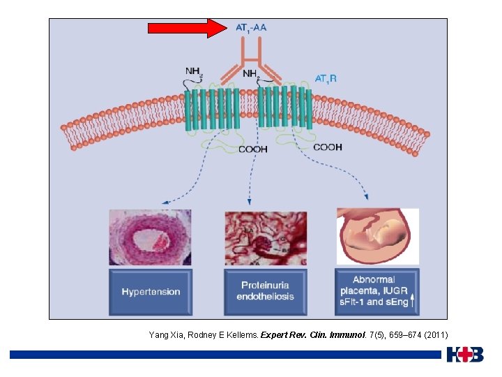 Yang Xia, Rodney E Kellems. Expert Rev. Clin. Immunol. 7(5), 659– 674 (2011) 