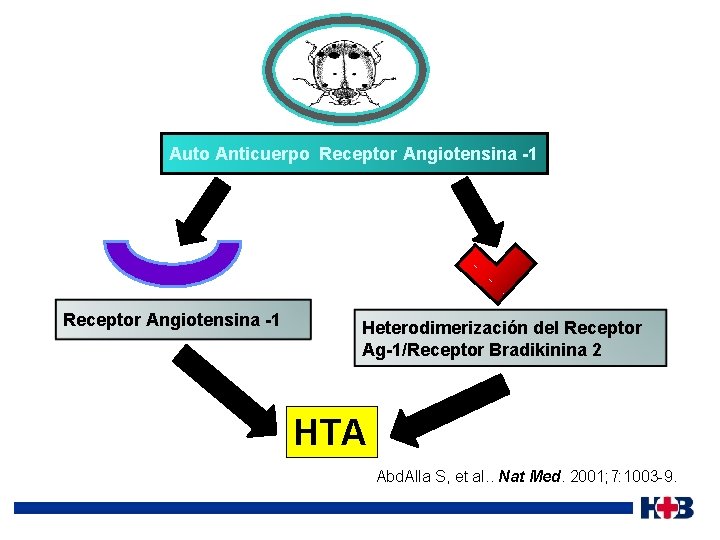 Auto Anticuerpo Receptor Angiotensina -1 Heterodimerización del Receptor Ag-1/Receptor Bradikinina 2 HTA Abd. Alla