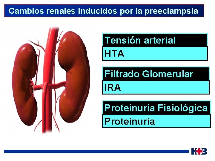  Cambios renales inducidos por la preeclampsia Tensión arterial HTA Filtrado Glomerular IRA Proteinuria