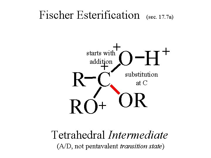 Fischer Esterification (sec. 17. 7 a) + starts with + addition O H +