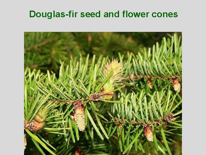 Douglas-fir seed and flower cones 