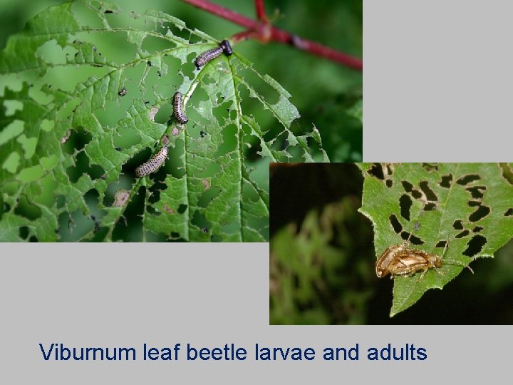 Viburnum leaf beetle larvae and adults 