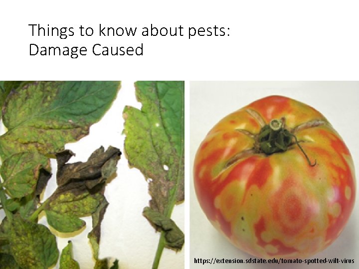 Things to know about pests: Damage Caused https: //extension. sdstate. edu/tomato-spotted-wilt-virus 