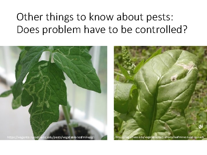 Other things to know about pests: Does problem have to be controlled? https: //vegento. Other things to know about pests: Does problem have to be controlled? https: //vegento.
