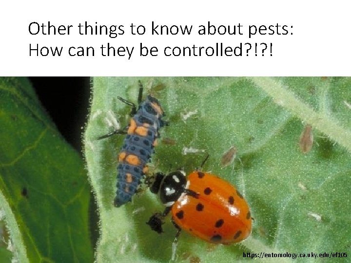 Other things to know about pests: How can they be controlled? !? ! https: