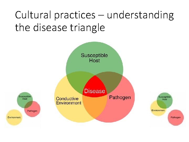 Cultural practices – understanding the disease triangle Cultural practices – understanding the disease triangle
