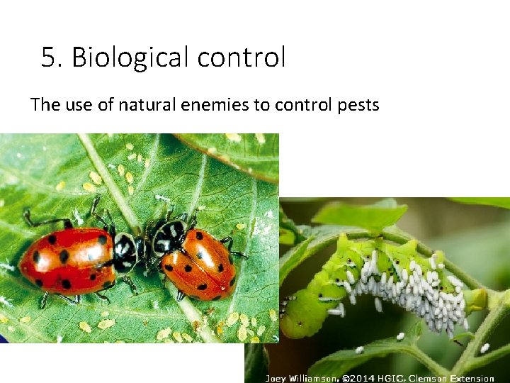 5. Biological control The use of natural enemies to control pests 