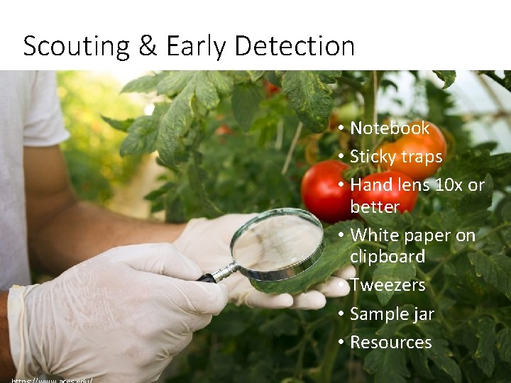 Scouting & Early Detection • Notebook • Sticky traps • Hand lens 10 x