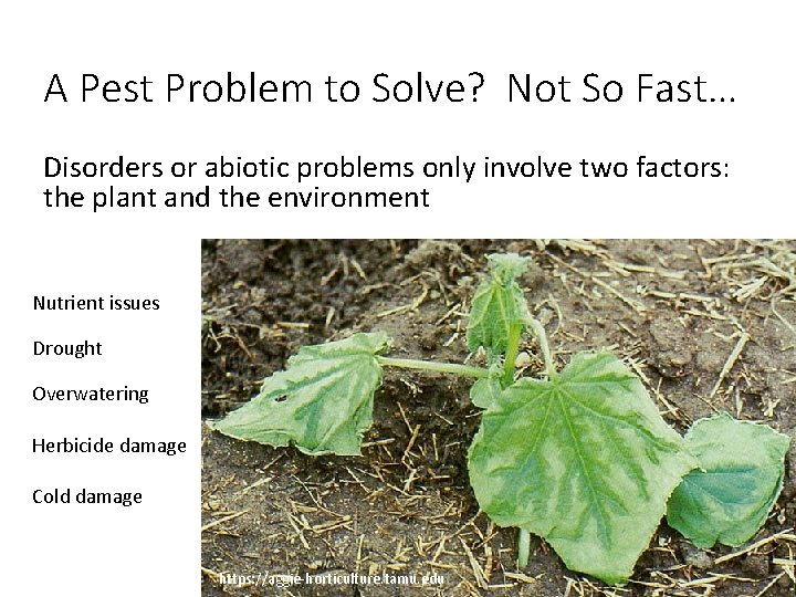 A Pest Problem to Solve? Not So Fast… Disorders or abiotic problems only involve